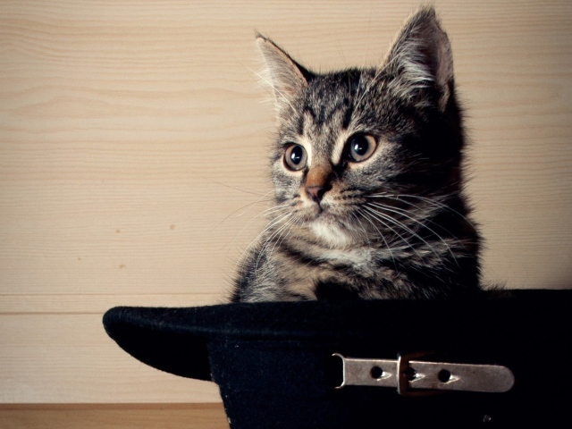 Кот сидит в черной шляпе