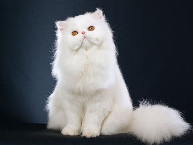 Пушистый белый кот смотрит вверх