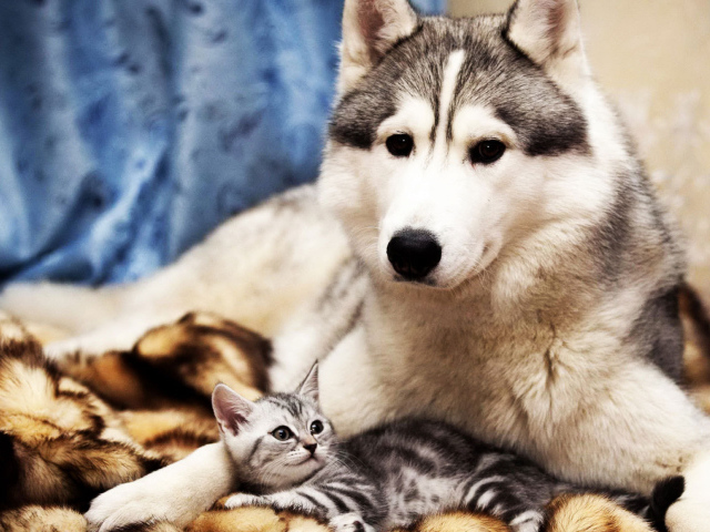 Большой пёс и маленький кот