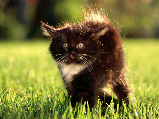 Маленький чёрный кот с белым пятнышком испугался