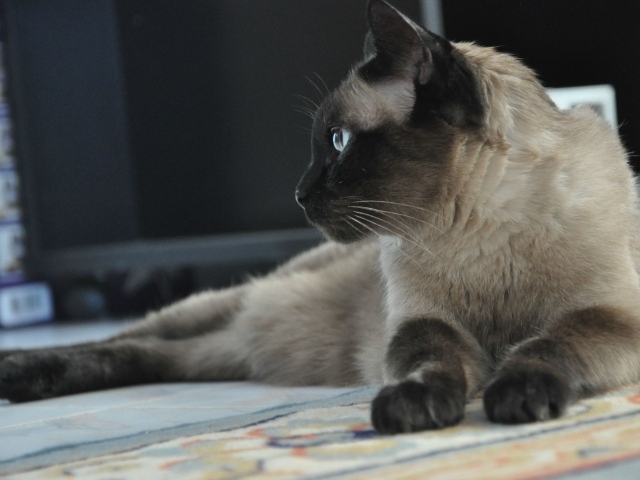 Взрослый сиамский кот отдыхает