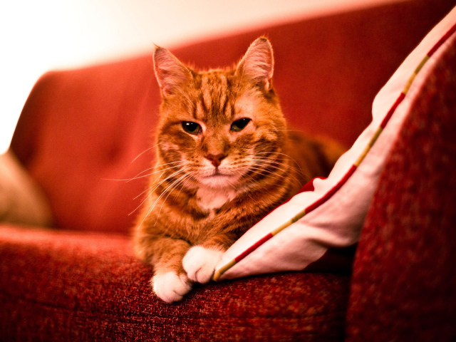 Взрослый рыжий кот на диване