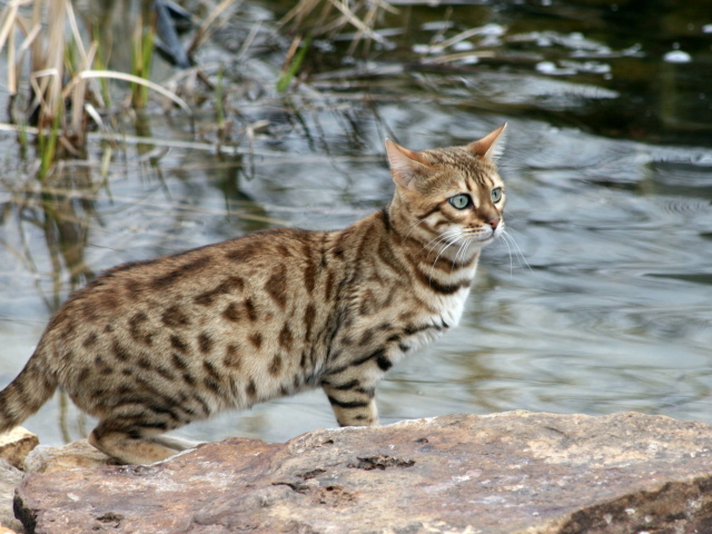 Красивый бенгальский кот на фоне водоёма