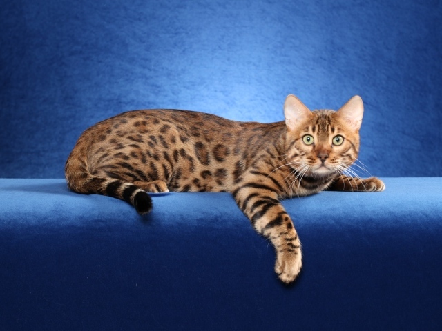Красивый бенгальский кот на синем фоне