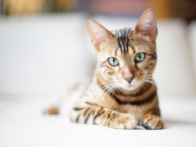 Красивый бенгальский кот на светлом фоне