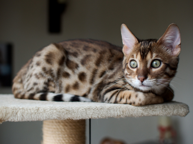Красивый бенгальский кот кого-то увидел