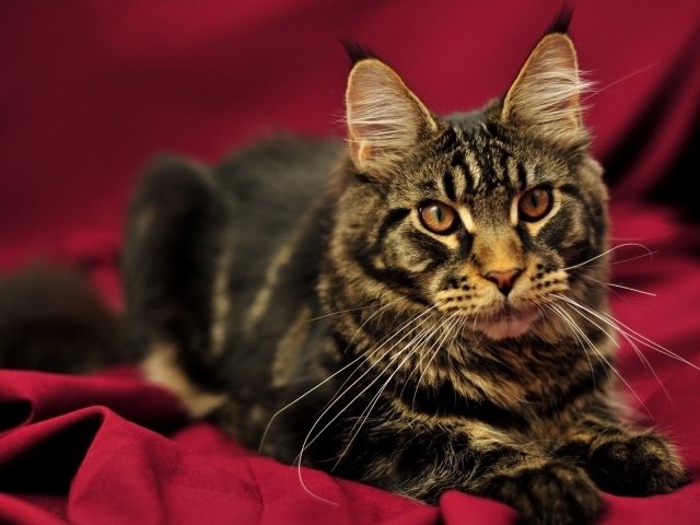 Красивый кот мейн-кун с коричневыми глазами