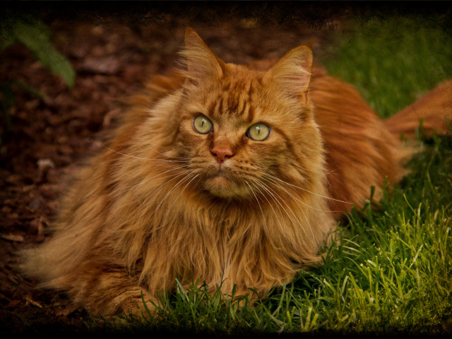 Рыжий красивый кот мейн-кун лежит на траве