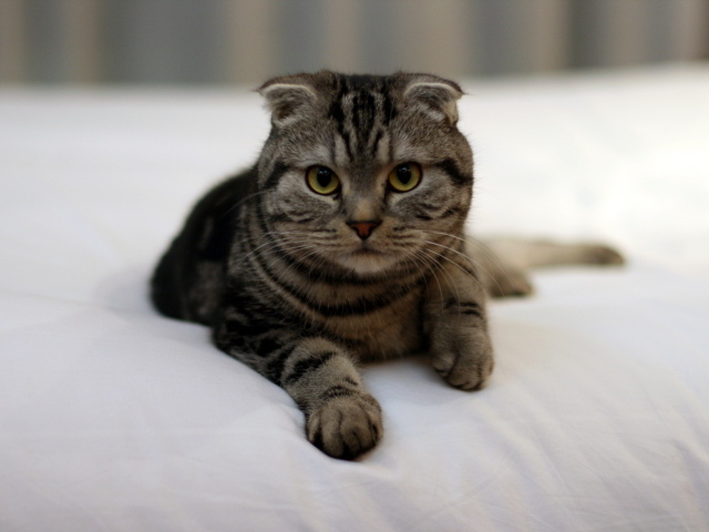Красивый шотландский вислоухий кот с зелёными глазами в на кровати