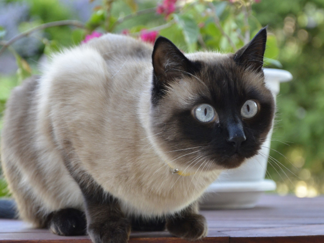 Красивый сиамский кот кого-то увидел