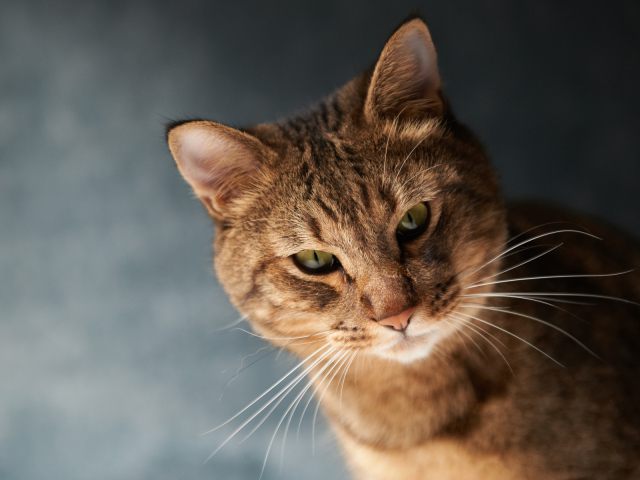 Красивый коричневый кот с зелёными глазами