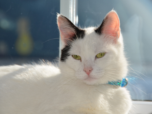 Красивый кот с голубым ошейником