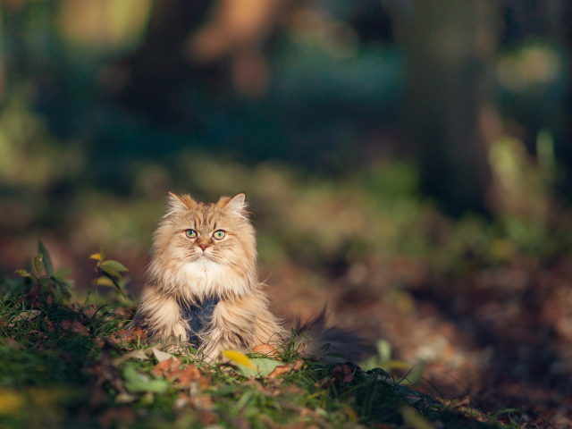 Красивый серьёзный кот в траве