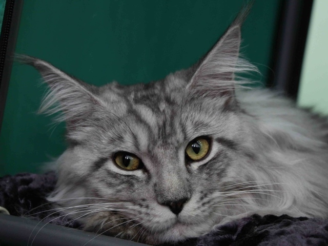 Серебристый красивый кот мейн-кун