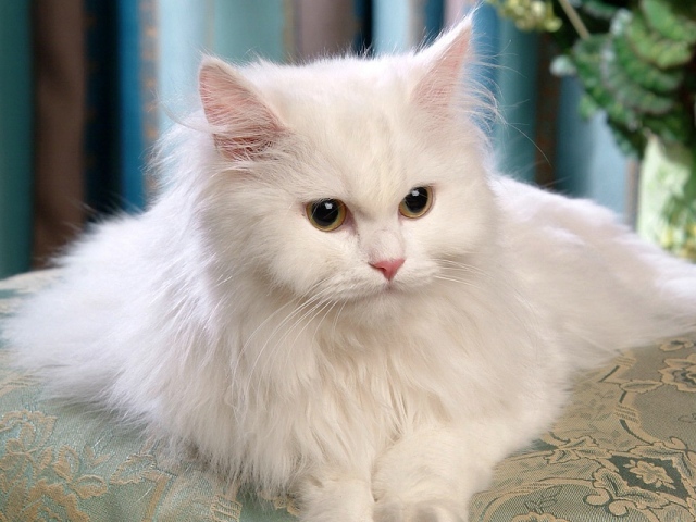 Красивый белый кот лежит на диване