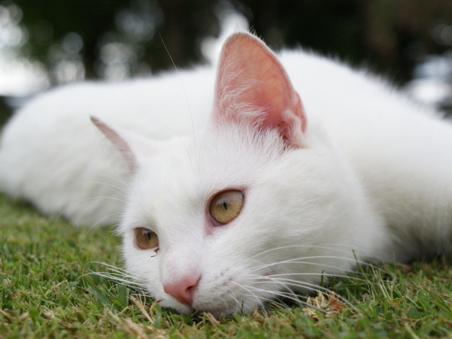 Красивый белый кот отдыхает на траве