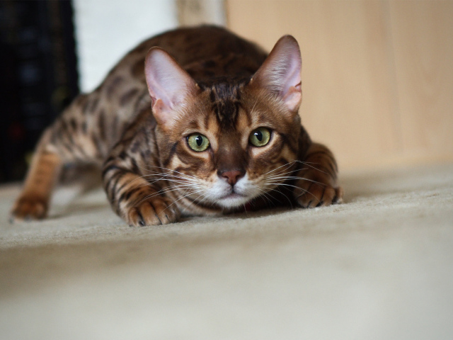 Бенгальский кот охотится