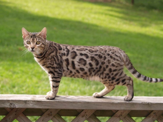 Бенгальский кот на заборе