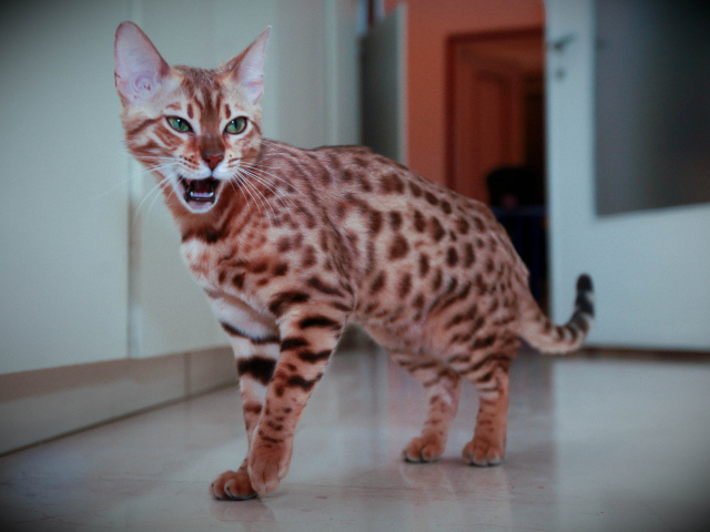 Бенгальский кот говорит мяу