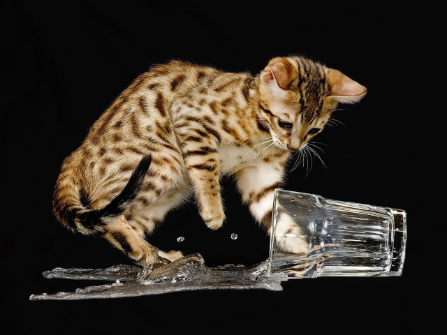Бенгальский кот разлил воду