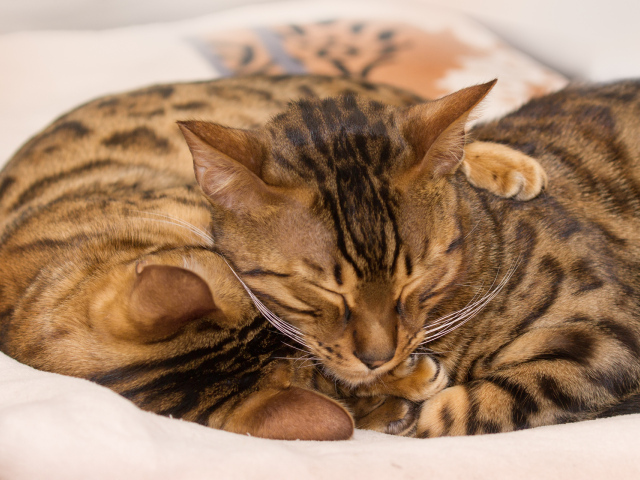 Бенгальские коты обнимаются