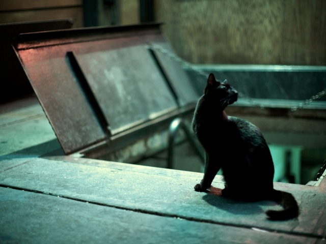 Чёрный кот кого-то увидел