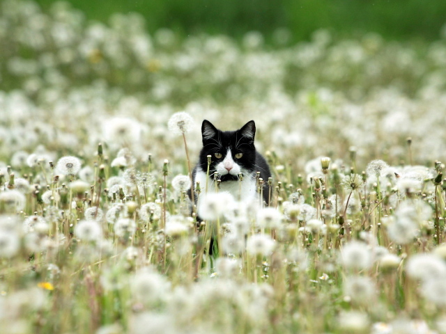 Чёрно-белый кот в одуванчиках