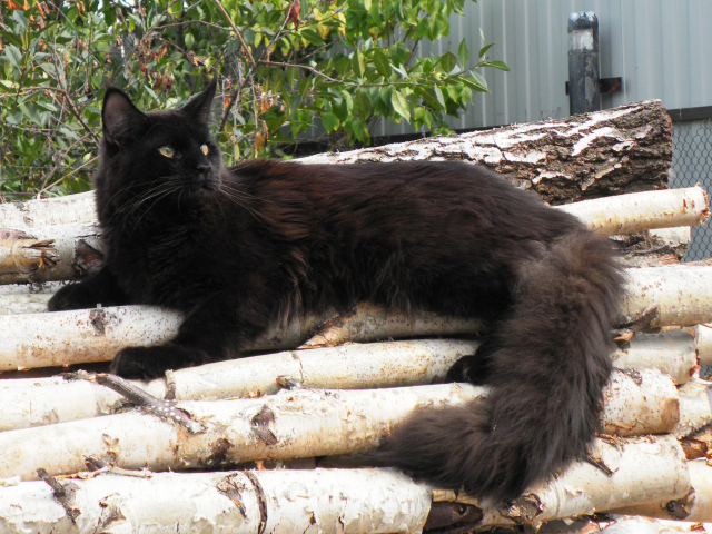 Чёрный красивый кот мейн-кун отдыхает