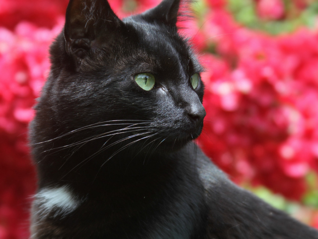 Чёрный кот на фоне розовых цветов