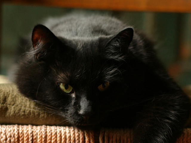 Чёрный кот отдыхает