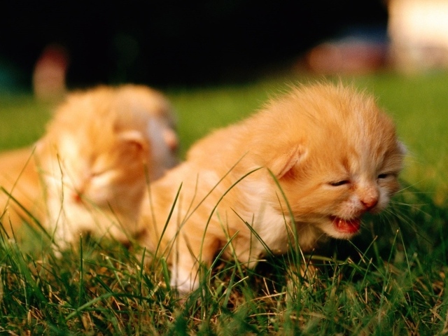 Слепые котята ищут маму