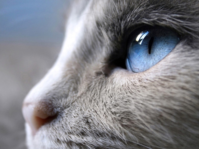 Синий кошачий глаз