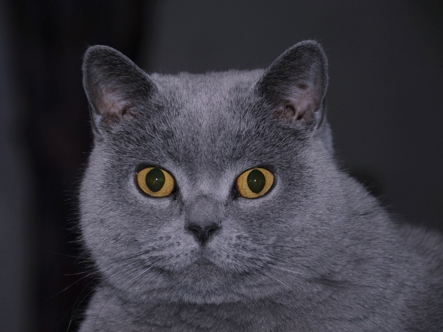 Британский кот смотрит в кадр