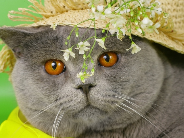 Британский короткошёрстный кот в шляпе