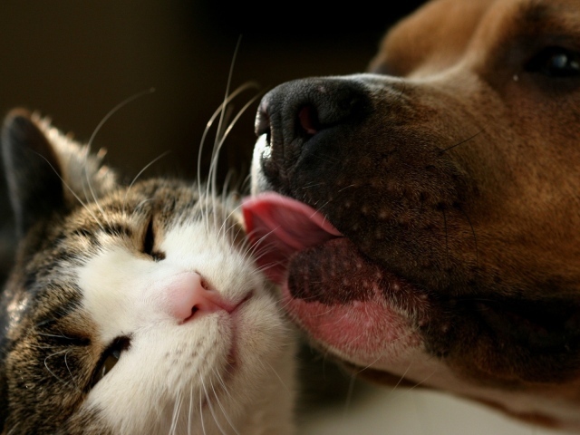 Кот и пёс, настоящая дружба