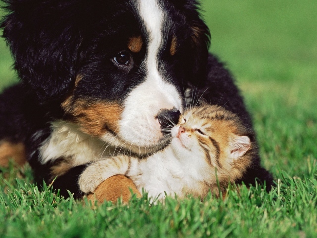 Кот и пёс на лужайке
