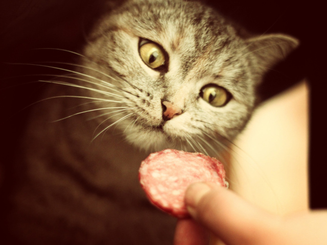 Кот и вкусная колбаса