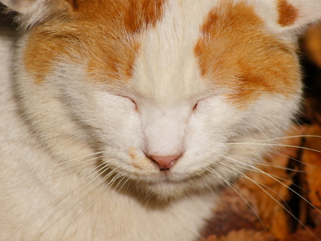 Рыжий кот жмурится