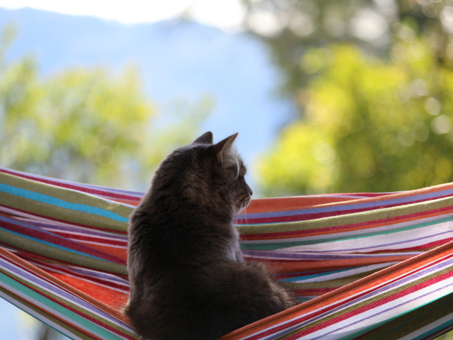 Кот мечтает в гамаке