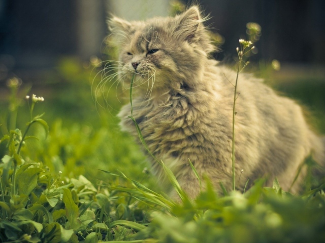 Кошка ест цветы