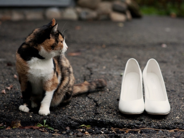 Кот охраняет туфли