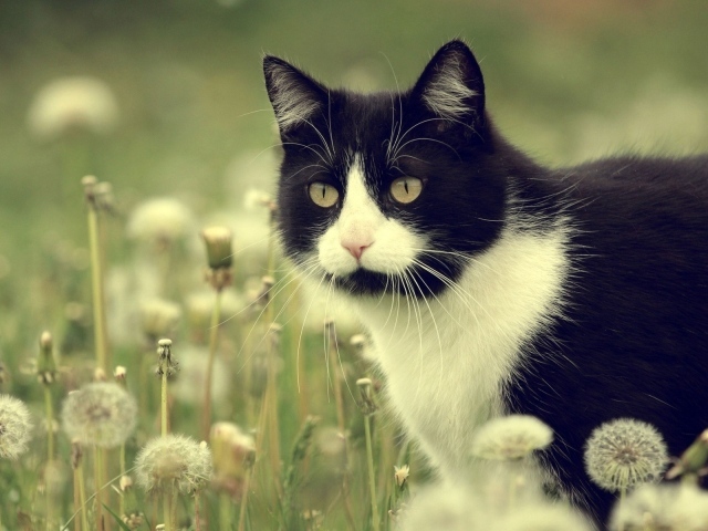 Кот в одуванчиках