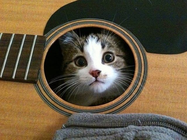 Кошка в гитаре