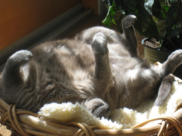 Кот на солнышке