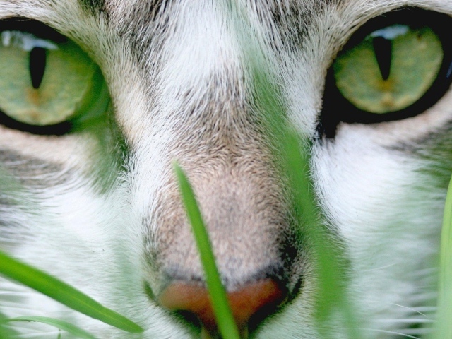 Кошачий пронзительный взгляд