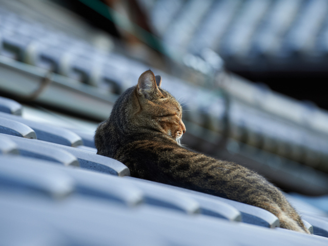 Кот спит на крыше
