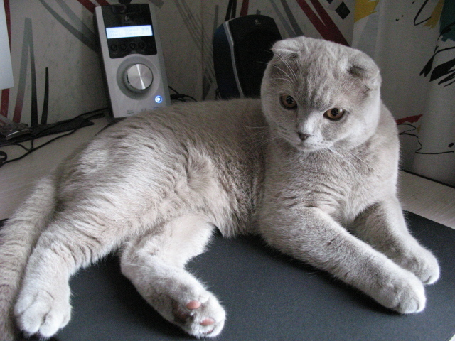 Милый серый шотландский вислоухий кот