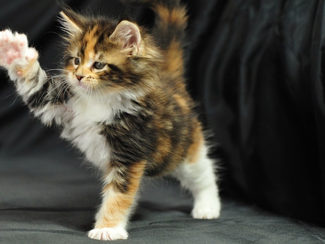 Симпатичный маленький кот мейн-кун играет