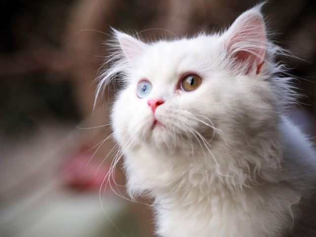 Милый белый кот с разными глазами