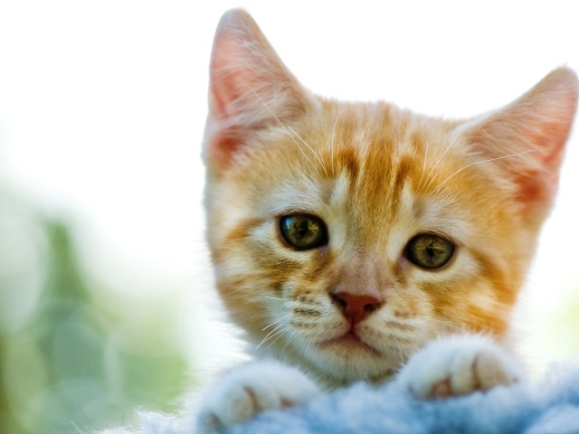 Милый рыжи котик